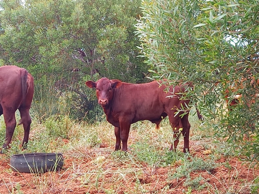  Bedroom Property for Sale in Riversdale Rural Western Cape